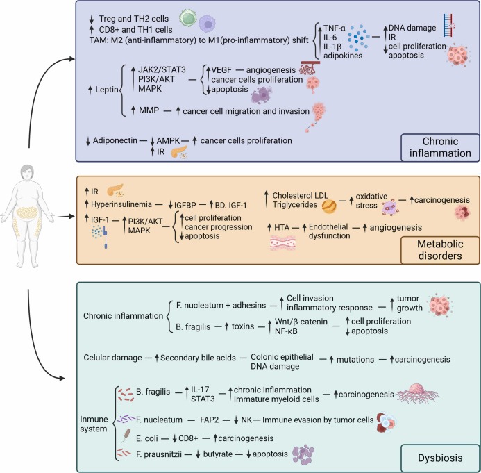 Unraveling the impact of obesity on colorectal cancer and nutritional interventions