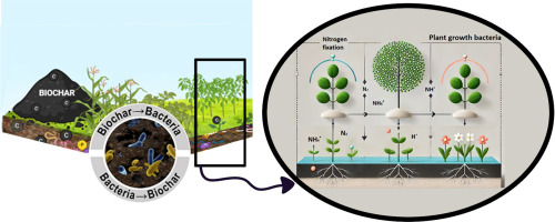 Biochar as a carrier for plant growth-promoting bacteria in phytoremediation of pesticides