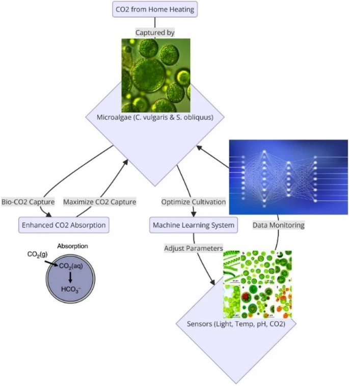 Optimizing microalgal biomass conversion into carbon materials and their application in water treatment: a machine learning approach