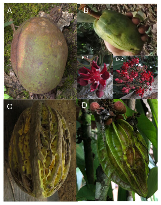 carotenoids phenols organic acid microextraction in vitro Amazon rainforest