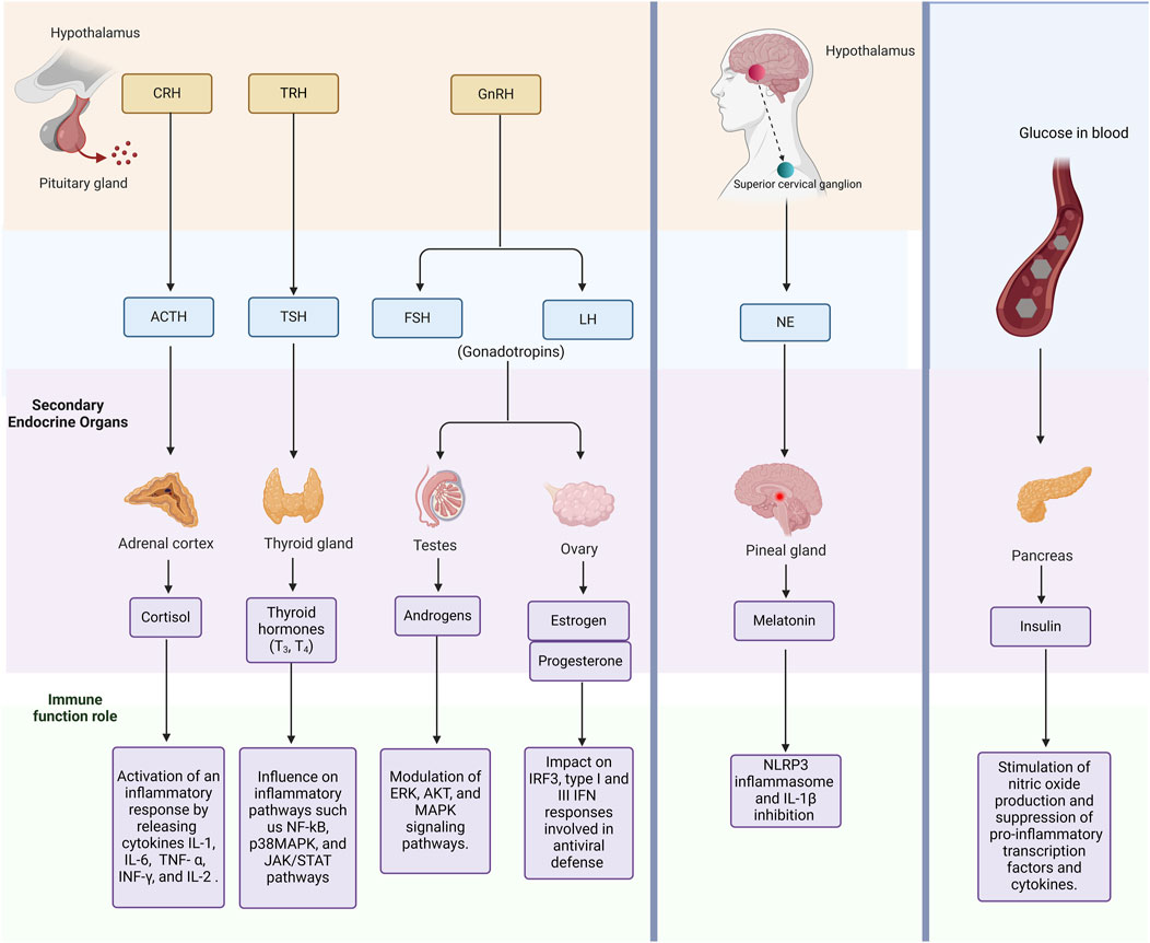 verview of Endogenous Hormonal Pathways and Their Interaction with the Immune System.