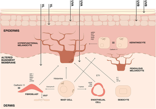 Physiopathology