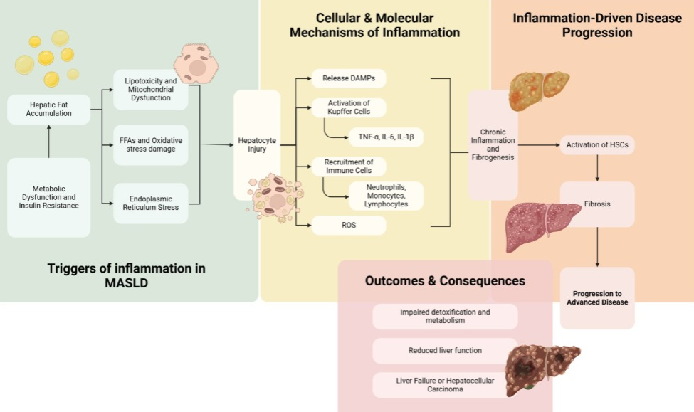 Harnessing nutrition to combat MASLD: a comprehensive guide to food-based therapeutic strategies
