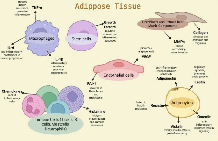 Obesity and endometrial cancer: biological mechanisms, nutritional strategies, and clinical perspectives