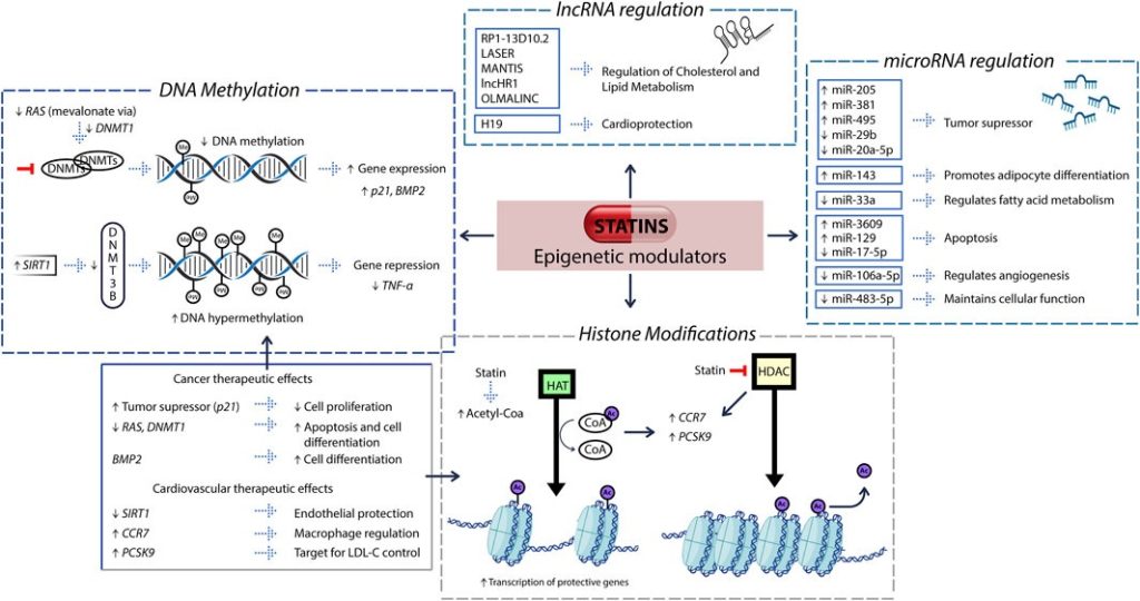 Statins and their impact on epigenetic regulation: insights into disease