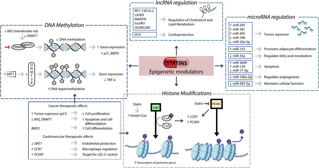 Statins and their impact on epigenetic regulation: insights into disease