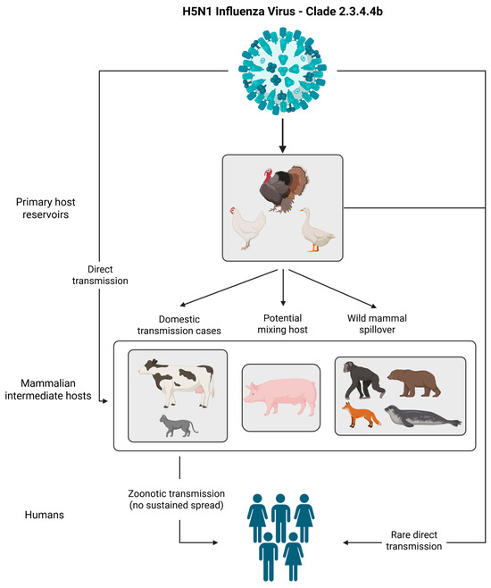 Zoonotic transmission and host adaptation pathways of H5N1 clade 2.3.4.4b.