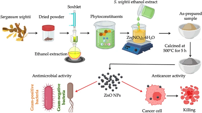 Retraction notice to ‘Seaweed biomass as a sustainable resource for synthesis of ZnO nanoparticles using Sargassum wightii ethanol extract and their environmental and biomedical applications through Gaussian mixture model’ [Environ. Res. 249 (2024) 117464] (Environmental Research (2024) 249, (S0013935123022685), (10.1016/j.envres.2023.117464))