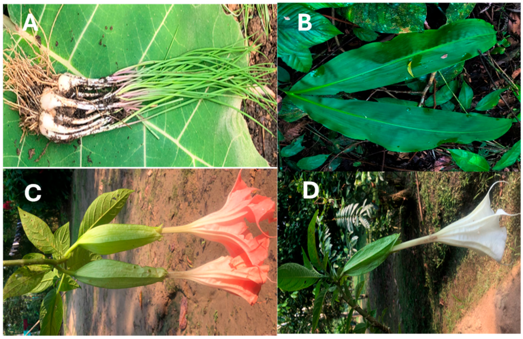 Functional, Antioxidant, and Antimicrobial Profile of Medicinal Leaves from the Amazon