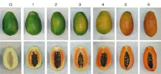 Use of peach palm flour in the formulation of a papaya paste; Utilização de farinha de pupunha na formulação de pasta de mamão