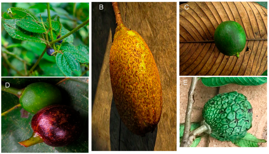Lacmellea oblongata and Other Undervalued Amazonian Fruits as Functional, Antioxidant, and Antimicrobial Matrices