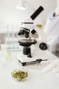 Análisis de la actividad biológica de plantas y microorganismos y su potencial como plataformas para la obtención de bioproductos.