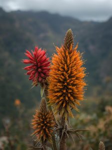 especies florales andinas con potencial alimenticio y efecto preventivo de ciertas enfermedades humanas