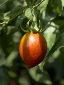 tomate de árbol injerto y control (solanum betaceum cav)