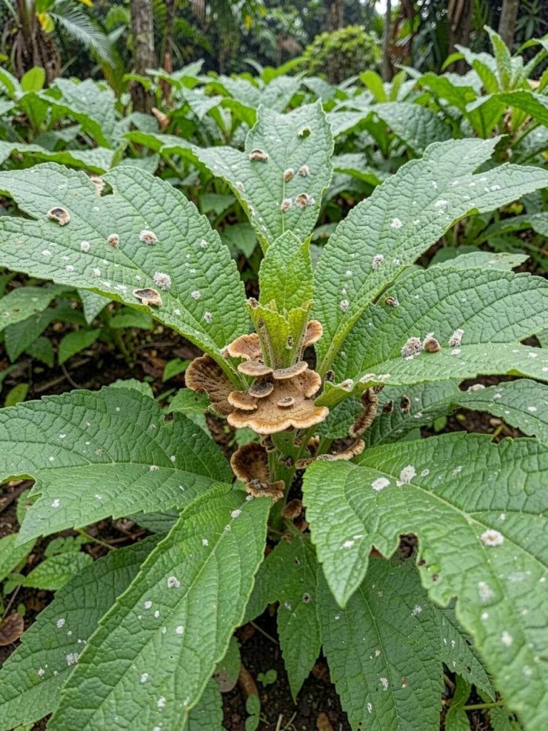 hongos en melina Ecuador