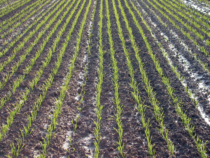 fertilización con zinc Ecuador